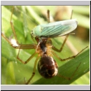 Cicadella viridis - Zwergzikade 05.jpg